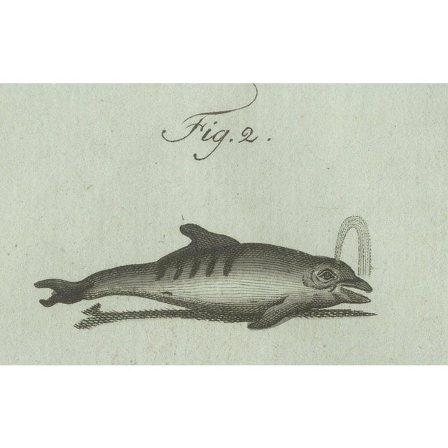 Early 19th Century Bertuch, Orca, Whale and Dolphin, 1805, Engraving For Sale - Image 5 of 9