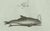 Early 19th Century Bertuch, Orca, Whale and Dolphin, 1805, Engraving For Sale - Image 5 of 9