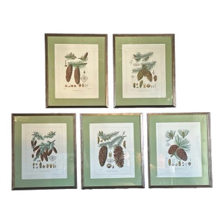 5 Framed Pine Cone Etchings For Sale