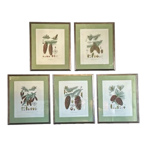 5 Framed Pine Cone Etchings