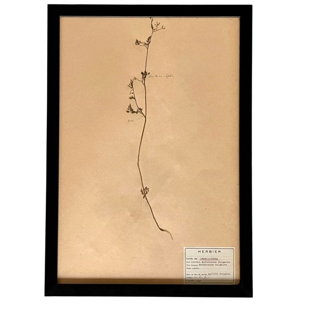 1965 French Herbarium Botanical Specimens – Set of 9 Custom Framed Pressed Botanicals For Sale - Image 6 of 18
