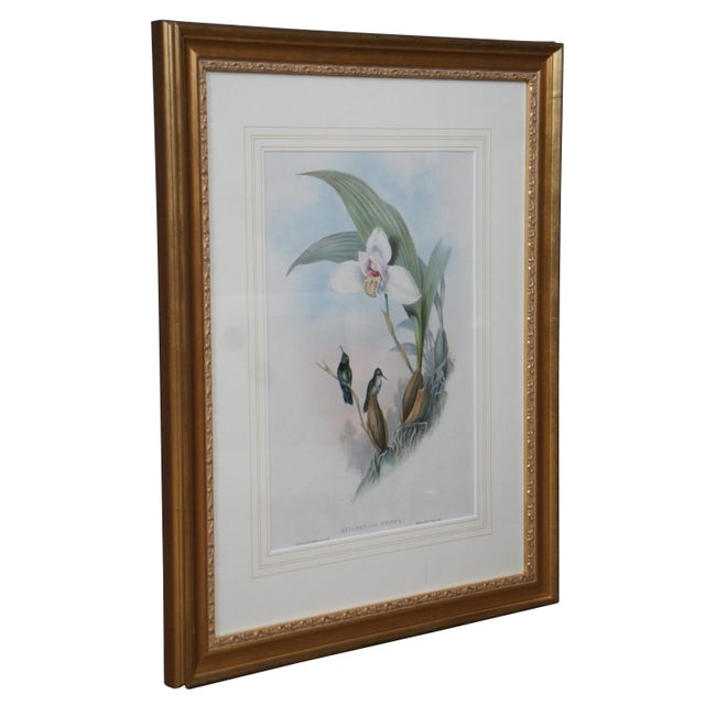 Illustration Antique John Gould Ornithological Myiabeillia Hummingbird Lithograph Print For Sale - Image 3 of 11