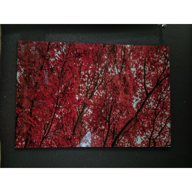 Bring the fiery radiance of autumn indoors with this striking, high-gloss fine art print by acclaimed landscape...