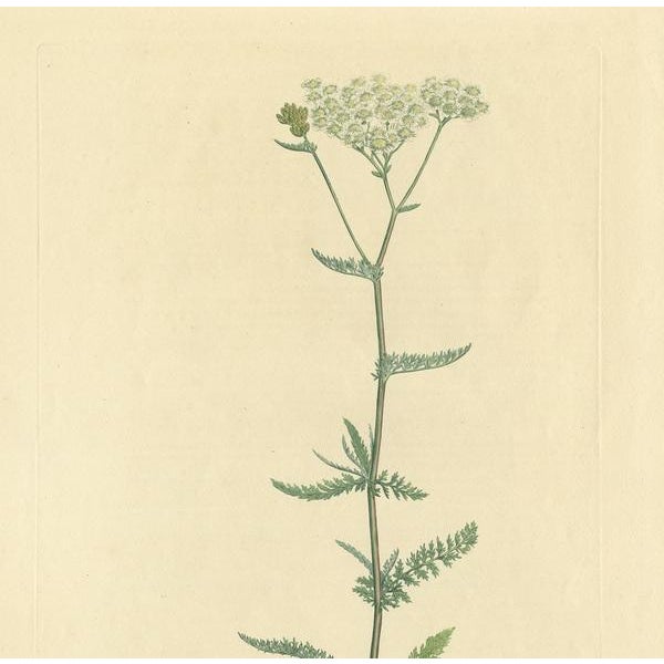 Curtis, Botany Illustration of Achillea Millefolium, 1817, Print For Sale - Image 3 of 5