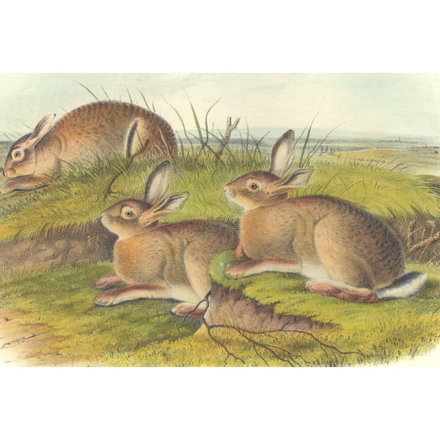 Original first edition Audubon stone lithograph from "The Viviparous Quadrupeds of North America", octavo edition, printed...