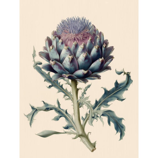 English Botanical Study of Cardoon (Cynara Cardunculus) — Antique Botanical Fine Art Print For Sale - Image 3 of 3
