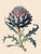 English Botanical Study of Cardoon (Cynara Cardunculus) — Antique Botanical Fine Art Print For Sale - Image 3 of 3