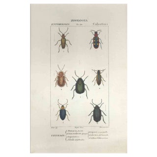 Pierre Jean François Turpin, Coleoptera, Etching, 1831 For Sale