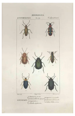 Pierre Jean François Turpin, Coleoptera, Etching, 1831