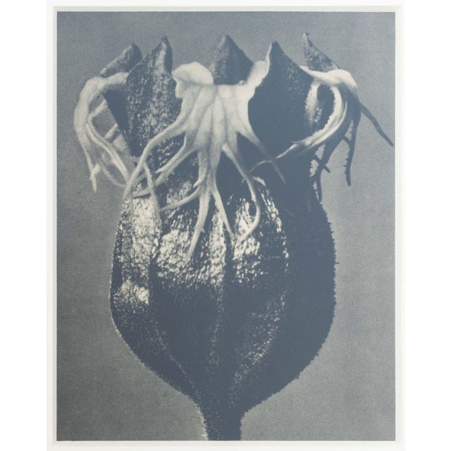 Karl Bossfeldt Urformen Der Kunst Photogravures, 9 For Sale - Image 15 of 16