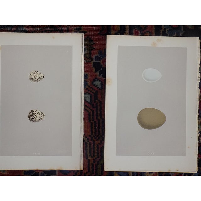 Printmaking Materials Antique 19th Century Hand Colored Egg Lithographs - Set of 12 For Sale - Image 7 of 9