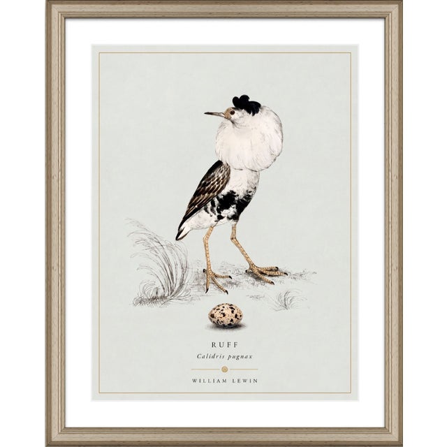William Lewin 1789 Waterbirds Fine Art Gallery Board Print - The Ruff For Sale In San Antonio - Image 6 of 11