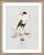 William Lewin 1789 Waterbirds Fine Art Gallery Board Print - The Ruff For Sale In San Antonio - Image 6 of 11