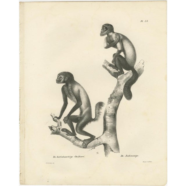 These two lithographs feature various species of monkeys, carefully depicted by Carel Christiaan Antony Last for Heinrich...