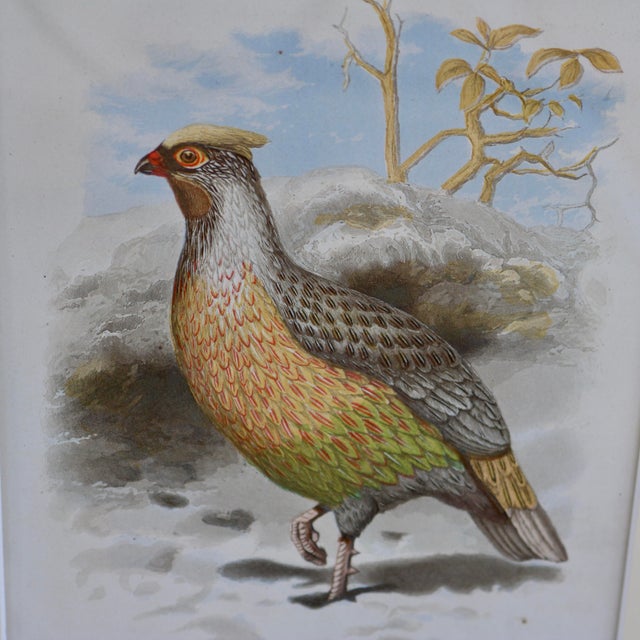 Late 19th Century 19th Century Cassell Bird Chromolithographs in Gold Bamboo Frames - A Pair For Sale - Image 5 of 12