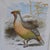 Late 19th Century 19th Century Cassell Bird Chromolithographs in Gold Bamboo Frames - A Pair For Sale - Image 5 of 12