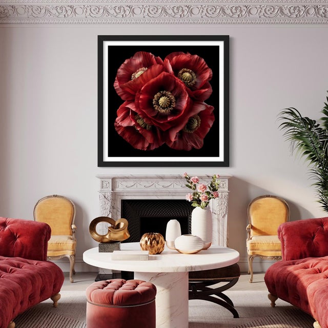 A lush composition of deep red poppies set against a black void, emphasizing texture, form, and dramatic color contrast....
