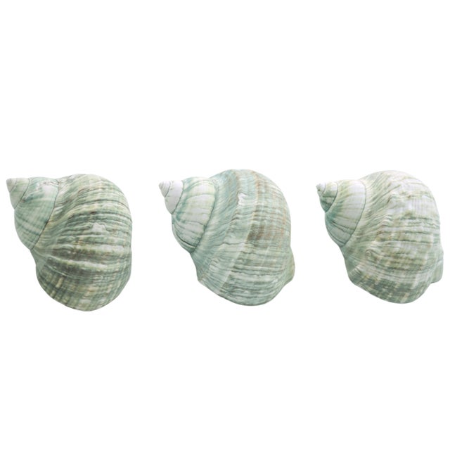 Nautical Pale Aqua Green Turbo Shells – Set of 3 For Sale - Image 3 of 6