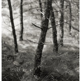 Vintage Large Original Print, "Pine Woods" #37, Eric Lindbloom (Unframed) For Sale