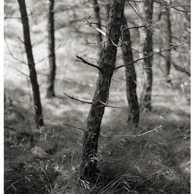 Vintage Large Original Print, "Pine Woods" #37, Eric Lindbloom (Unframed) For Sale