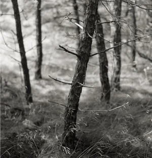 Vintage Large Original Print, "Pine Woods" #37, Eric Lindbloom (Unframed)