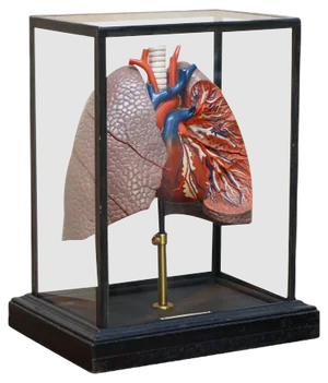Vintage Anatomical Model of Human Lungs in Display Case
