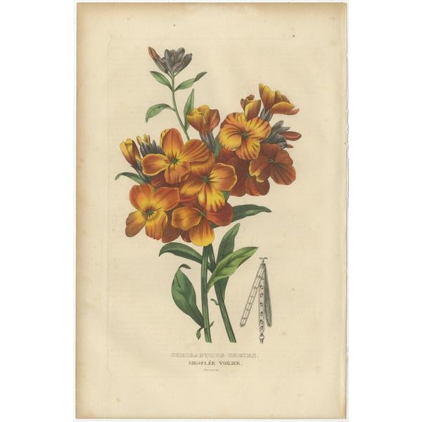 Drapiez, Flowers, Hand-Colored Engravings, 1845, Set of 3 For Sale - Image 4 of 6