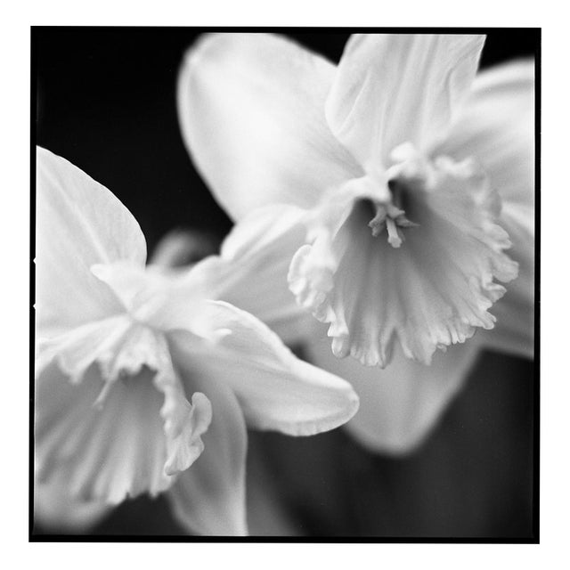 Paul Cooklin, Daffodil I, Edition of 50 For Sale