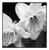 Paul Cooklin, Daffodil I, Edition of 50 For Sale