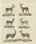 Bertuch, Illustration of Antelope, 1800s, Hand Colored Print For Sale