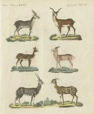 Bertuch, Illustration of Antelope, 1800s, Hand Colored Print