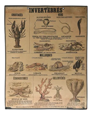 Vintage Teaching Chart Invertebrates by Emile Deyrolle, Paris, 1950s