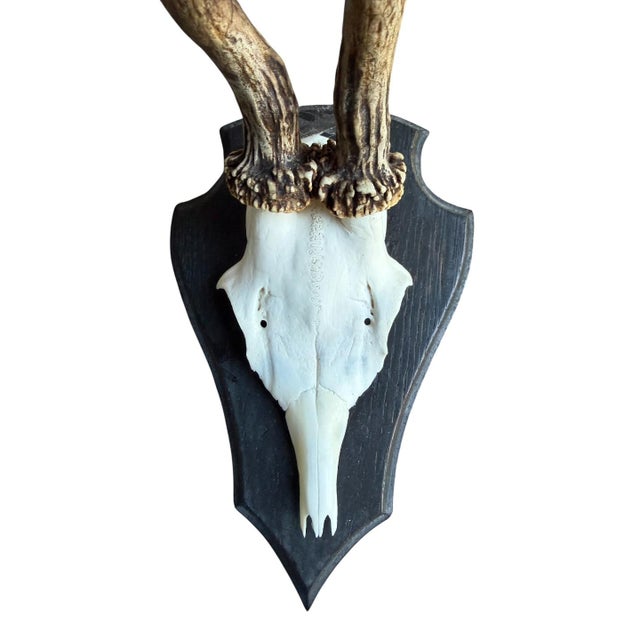 Cabin Roe Deer Trophy 141 Black Forest Antlers Abnormal For Sale - Image 3 of 5