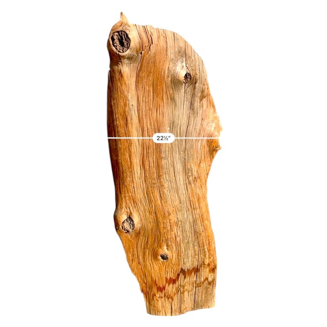 Brown Vintage California Juniper Live Edge Slab – Organic Modern Wall Art or Display Shelf For Sale - Image 8 of 9
