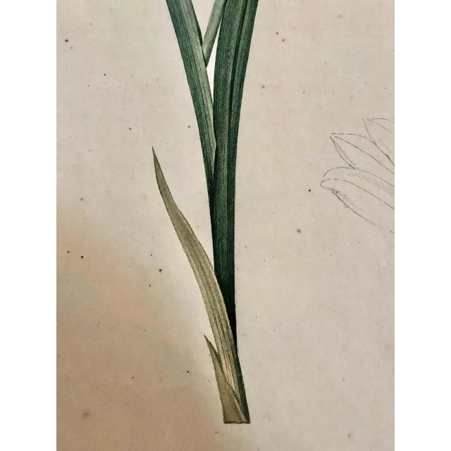 Paint Gladiolus Carnelus Hand Painted Colored Engraving Signed p.j. Redoute For Sale - Image 7 of 13
