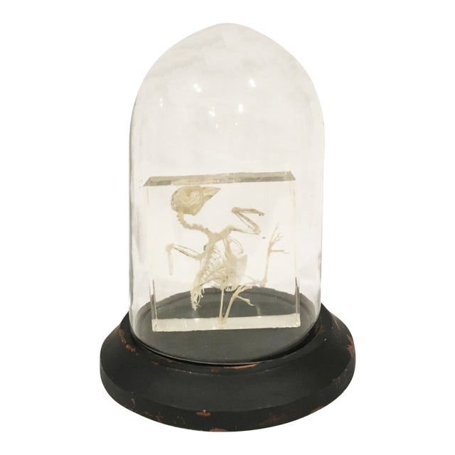 Small Bird Skeleton in Lucite in Glass Dome For Sale
