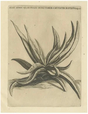 Botanical Engraving of African Aloe from Commelins Praeludia Botanica, 1703, Print