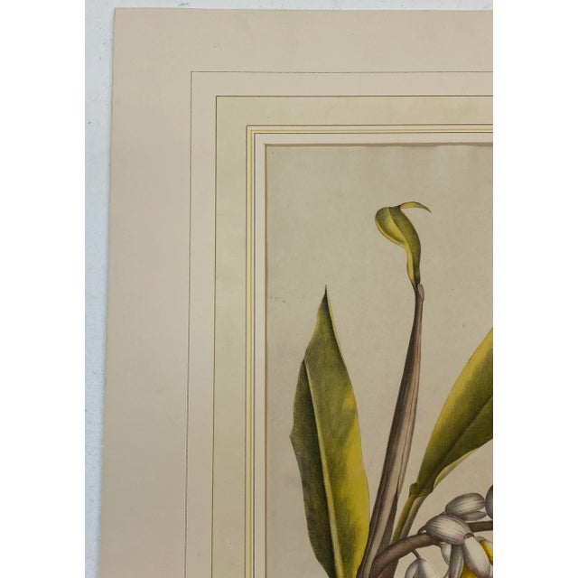 19th C. Hand Colored Botanical "Alpinia Nutans Rosc." Lithograph Fine antique hand colored lithograph The color is still...
