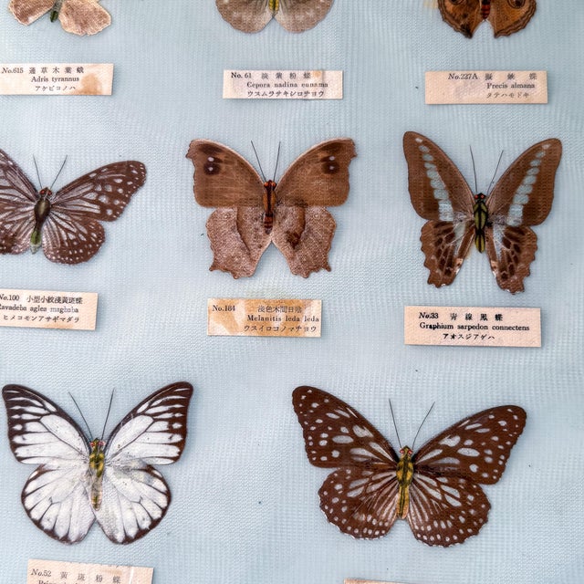 Wood Vintage 1960s–1970s Taiwanese Butterfly Specimen Entomology Display, 34” For Sale - Image 7 of 11