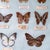 Wood Vintage 1960s–1970s Taiwanese Butterfly Specimen Entomology Display, 34” For Sale - Image 7 of 11