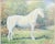 G.V. Conradt 1954 Impressionist oil painting on artists board depicting a portrait of a standing white horse in a wooded...