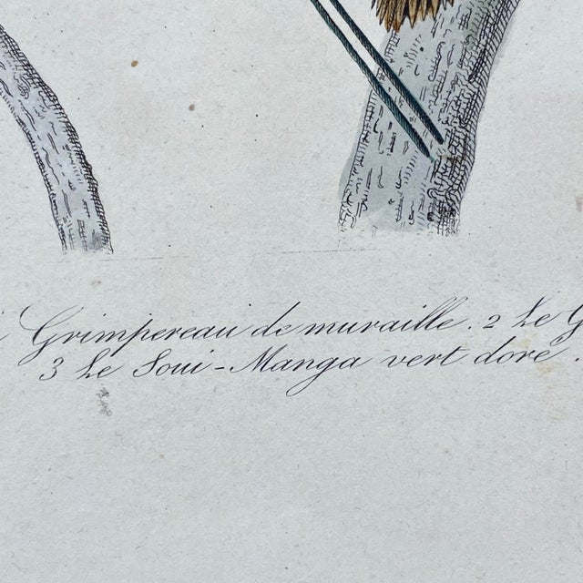 Paper French Antique 18th Century Bird Engraving Hand Colored Signed Artwork For Sale - Image 7 of 10