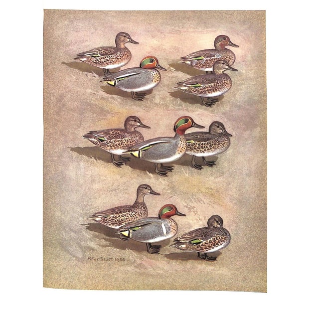 "The Waterfowl of the World: Volumes One & Two" 1956 Delacour, Jean For Sale - Image 15 of 17