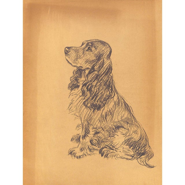 "Dogs Rough and Smooth" Book 1973 Dawson, Lucy For Sale - Image 12 of 12