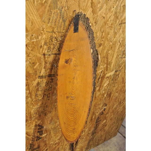 Vintage Ringneck Pheasant Bird Full Body Wall Mount on Wood Taxidermy Decor For Sale - Image 10 of 12