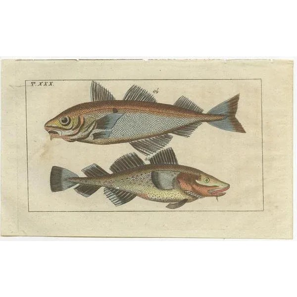 Aeg, Sword Fish and John Dory and Haddock, 1832, Paper, Set of 3 For Sale - Image 3 of 7
