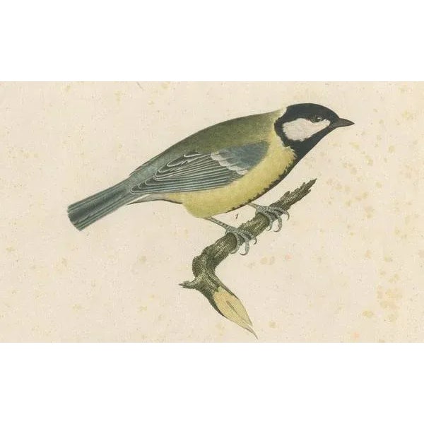 Alkeni, Depiction of Great Tits, 18th Century, Engraving For Sale - Image 5 of 7