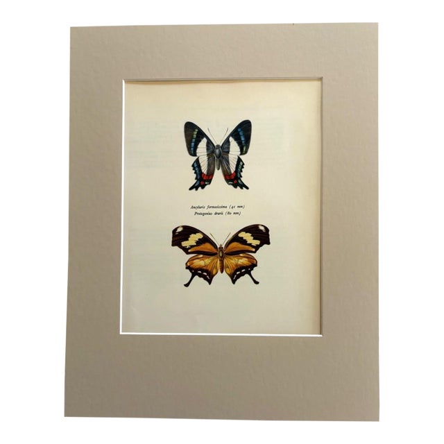 Vintage 1965 Butterfly Print: Ancyluris Formosssima/Protagonius Drurii 11x14 Mat For Sale