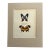 Vintage 1965 Butterfly Print: Ancyluris Formosssima/Protagonius Drurii 11x14 Mat For Sale