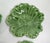 Green Mid-Century Set of 6 Green Cabbage Luncheon Plates by Secla Portugal For Sale - Image 8 of 18